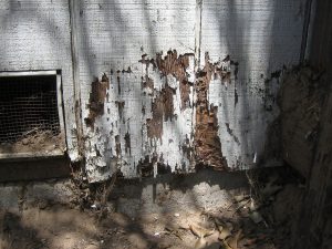 termite damage to side of home