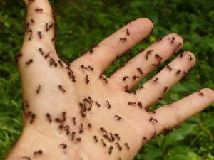 ants crawling on a hand