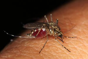mosquito in human skin